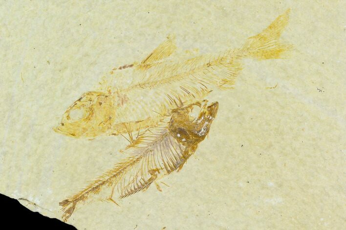 Two Detailed Fossil Fish (Knightia) - Wyoming #120564